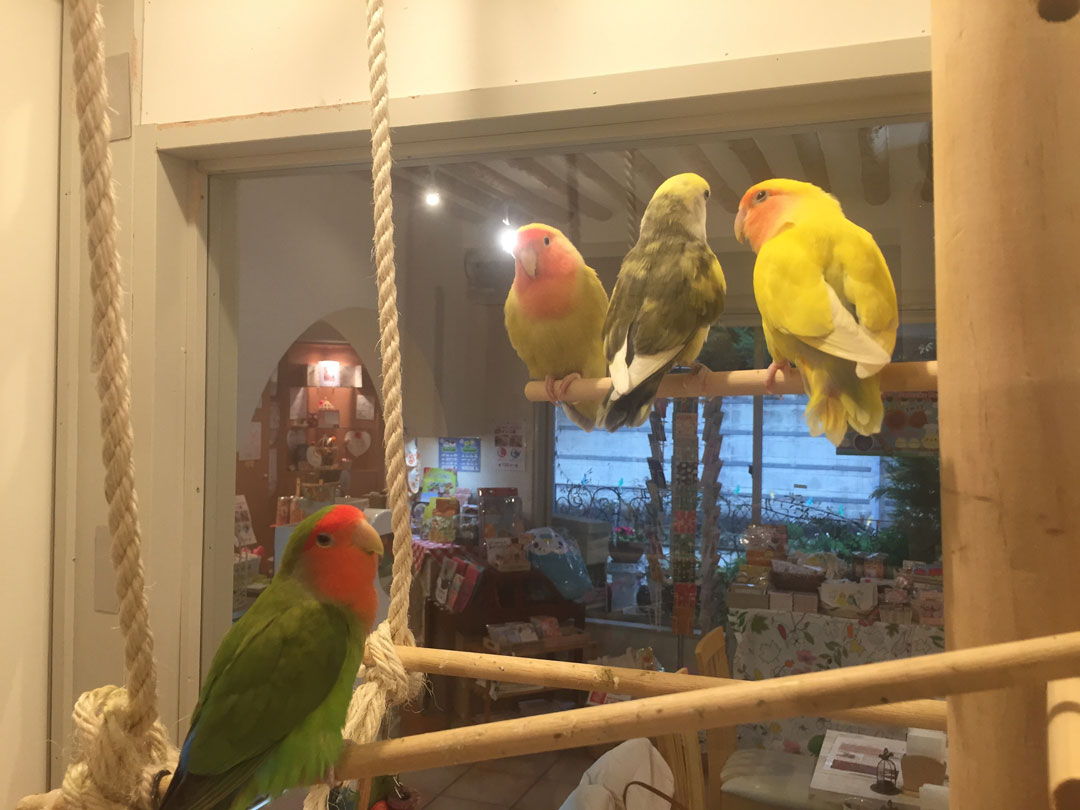 楽しく暮らすインコたち1