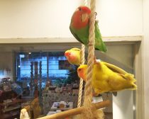 楽しく暮らすインコたち2