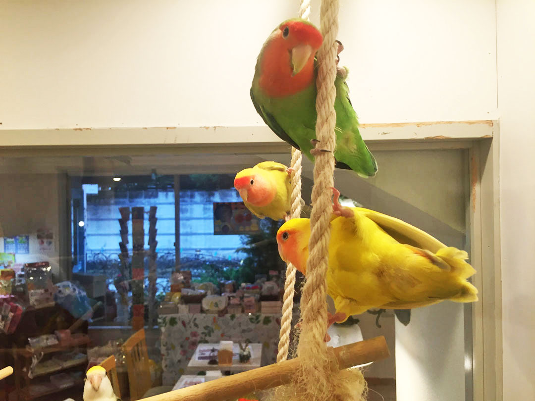 楽しく暮らすインコたち2