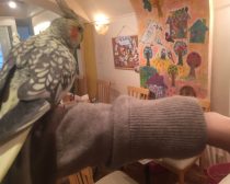 オカメインコもふもふ体験2