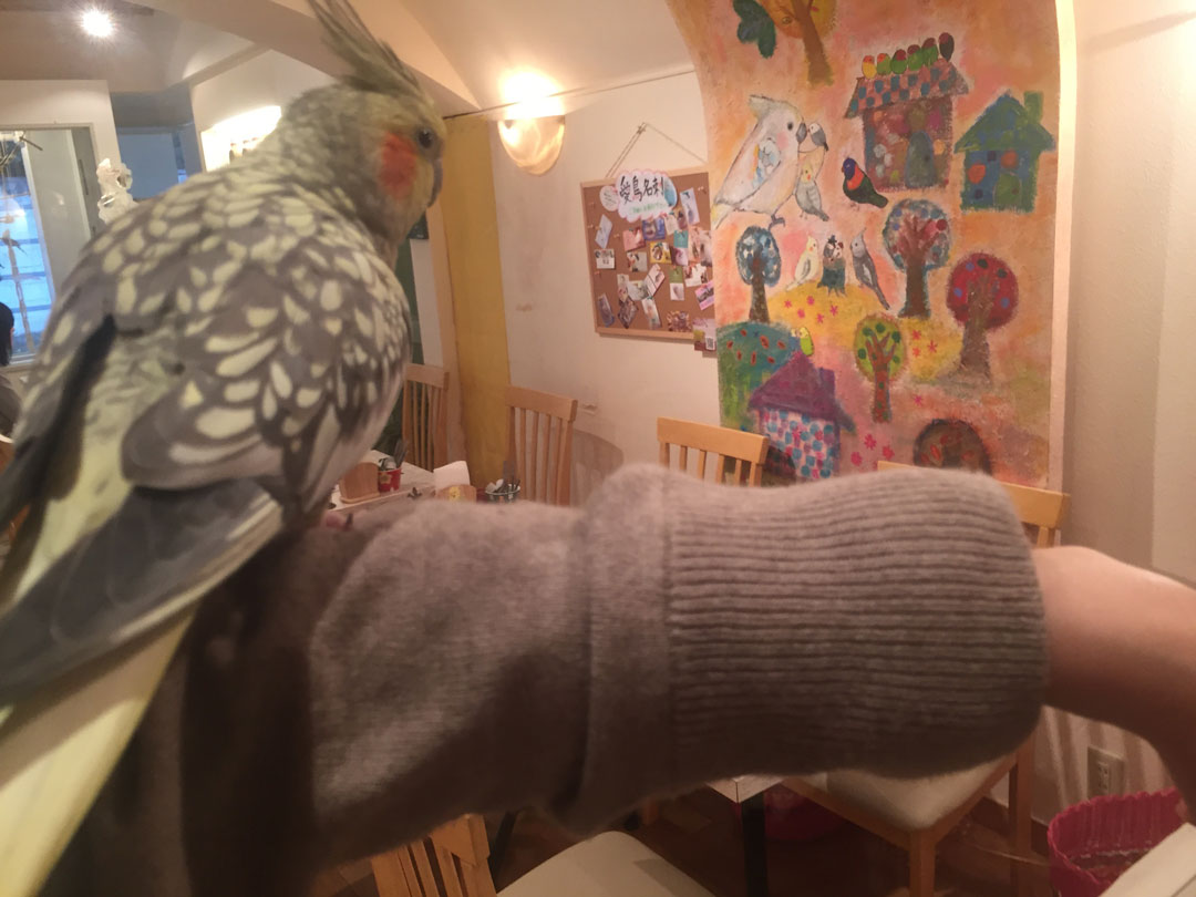 オカメインコもふもふ体験2