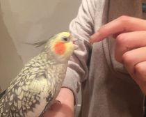 オカメインコもふもふ体験3
