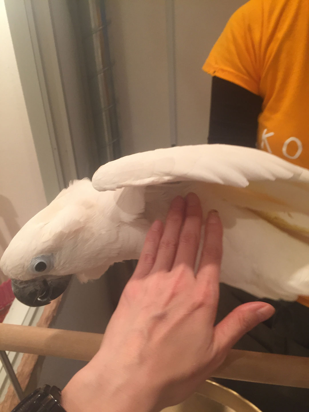 タイハクオウムもふもふ体験