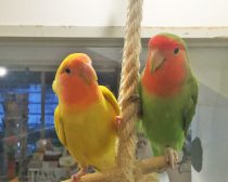 楽しく暮らすインコたち3