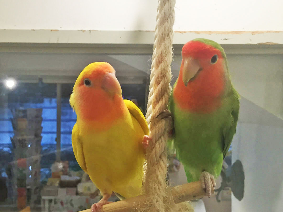 楽しく暮らすインコたち3