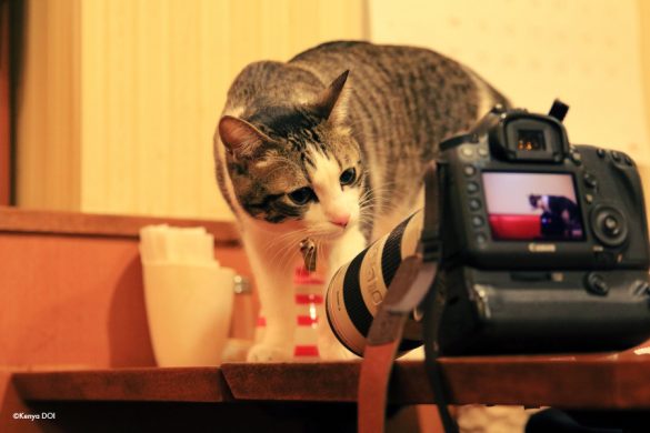 猫写ニッキ6