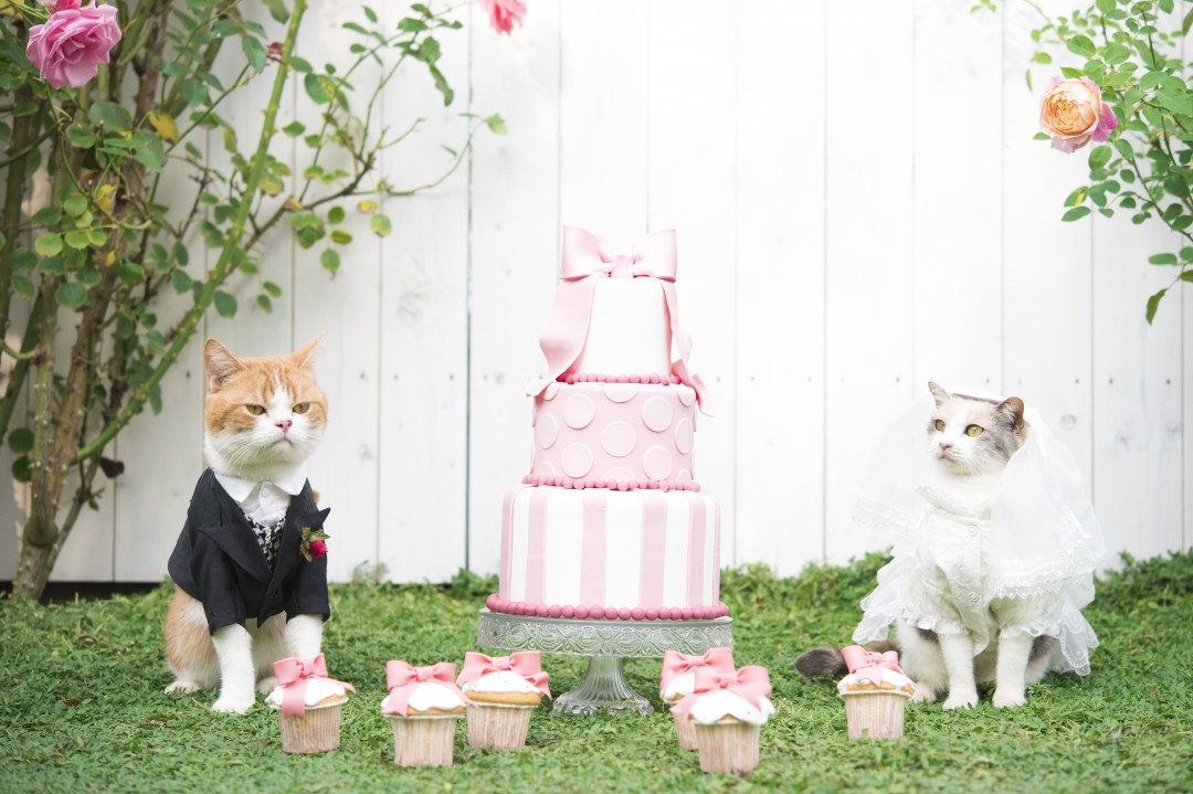 アイドル猫の結婚式