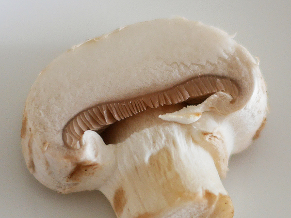 おいしいマッシュルームの特徴　傘内側の黒いヒダと、表面の白いフワフワ