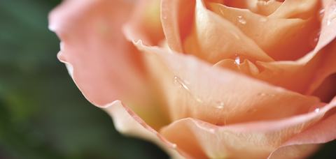 ラヴィアンローズ3