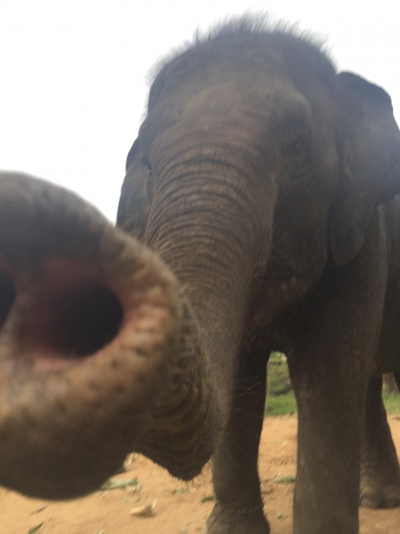 エレファントステイ