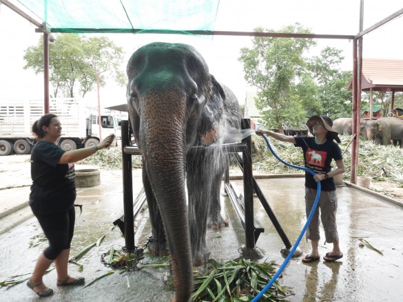 エレファントステイ2 エレファントステイ2