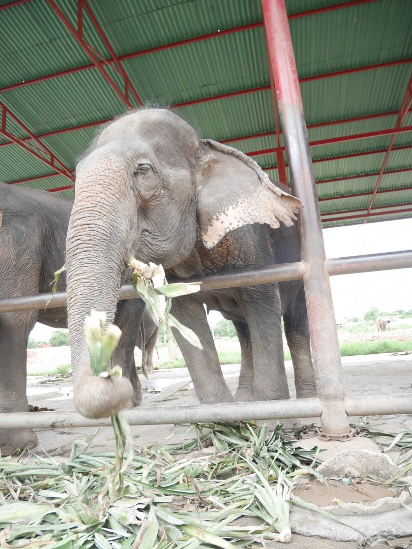 エレファントステイ6
