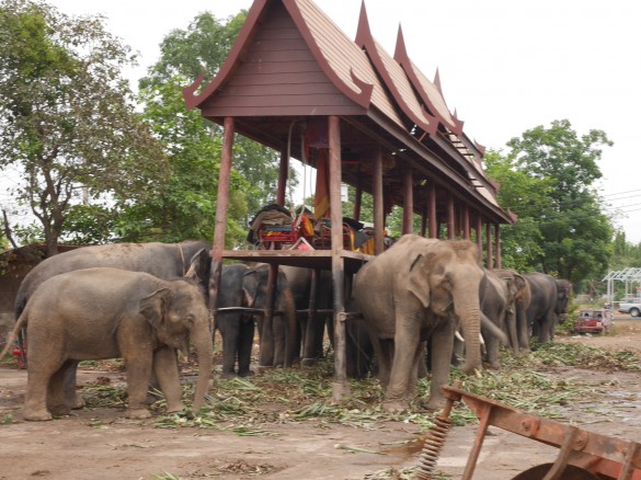 エヴァさんの施設の象たち エヴァさんの施設の象たち