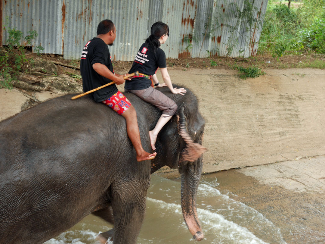 ステイ中の“マイ・象さん”、イットちゃんの上に乗る和久井