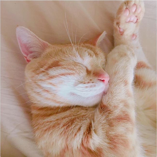 チュートリアル徳井の愛猫