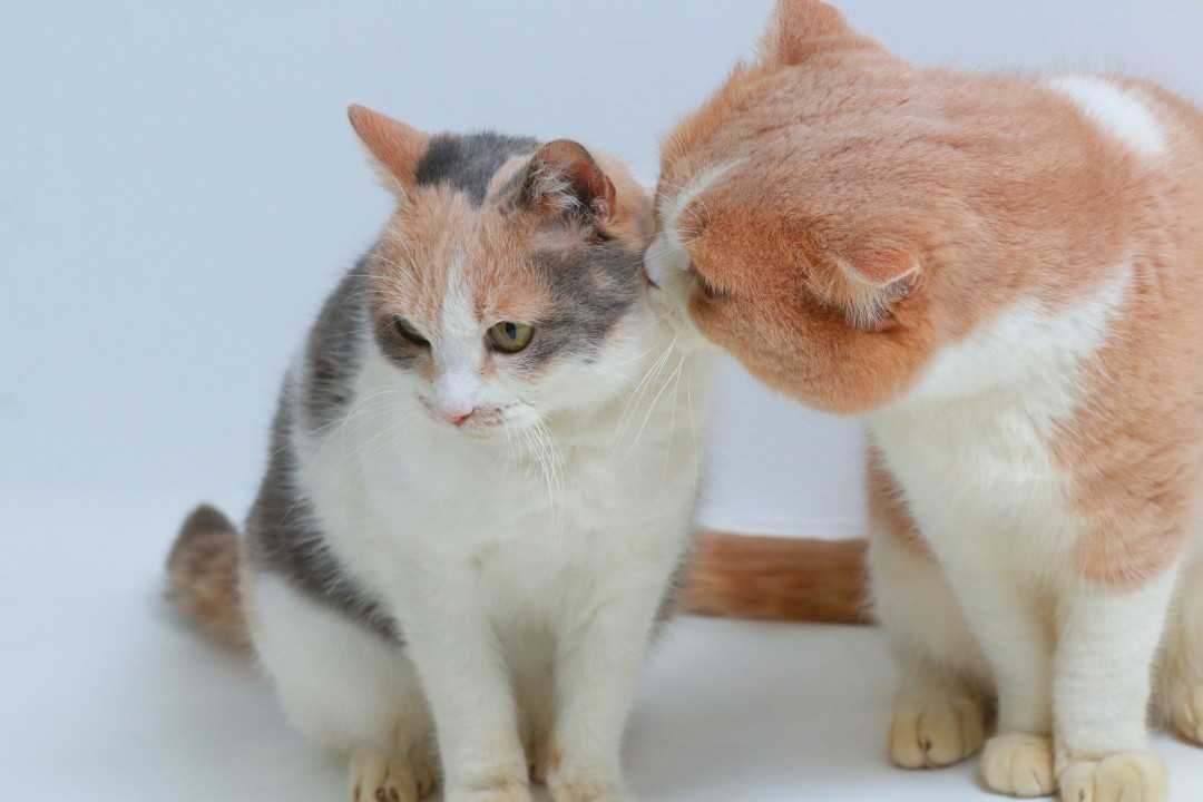 ドロップ（左）とシナモン