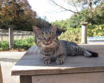 キャベツ／『ねこあつめの家』より