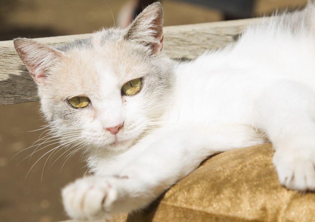 ドロップ／『ねこあつめの家』より