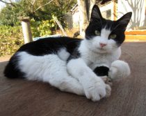 がんも／『ねこあつめの家』より