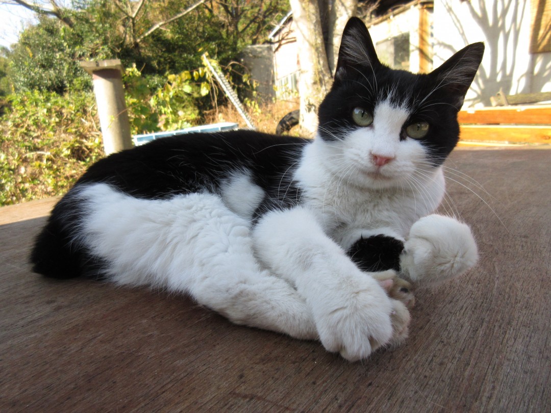 がんも／『ねこあつめの家』より