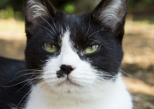 ハチワレのひげもゴロゴロするのが得意 ハチワレのひげもゴロゴロするのが得意