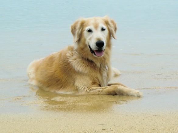 ケフィ 宮古島 ケフィ 宮古島