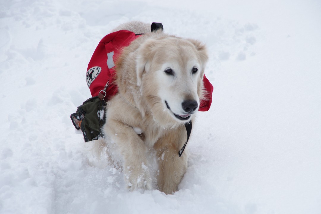 雪山をかけるケフィ
