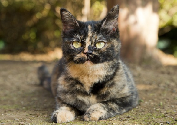 サビ猫のキャリーはゴロゴロするのが得意 サビ猫のキャリーはゴロゴロするのが得意