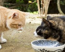 餌の前で見つめ合い／『ねこあつめの家』より