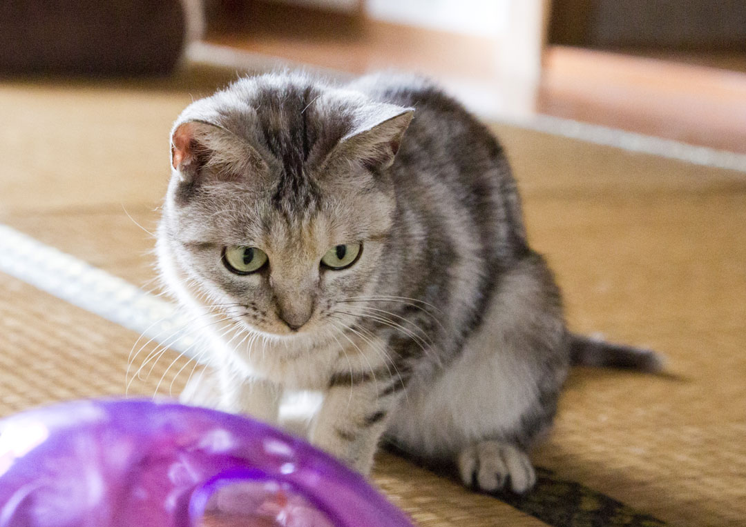 おはぎ／『ねこあつめの家』より