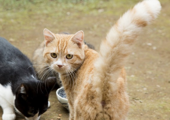 茶トラの王子/『ねこあつめの家』より 茶トラの王子/『ねこあつめの家』より