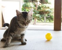 パスタ／『ねこあつめの家』より