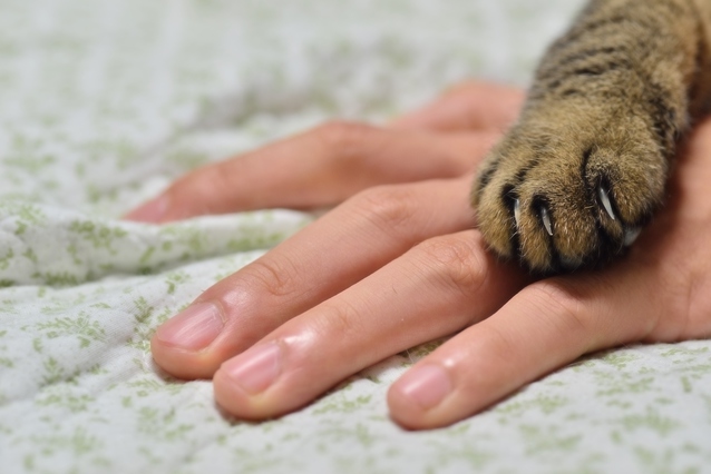 猫の手