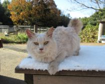 ソフト／『ねこあつめの家』より