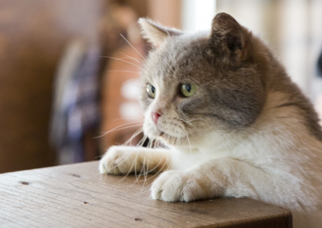 スイッチ／『ねこあつめの家』より