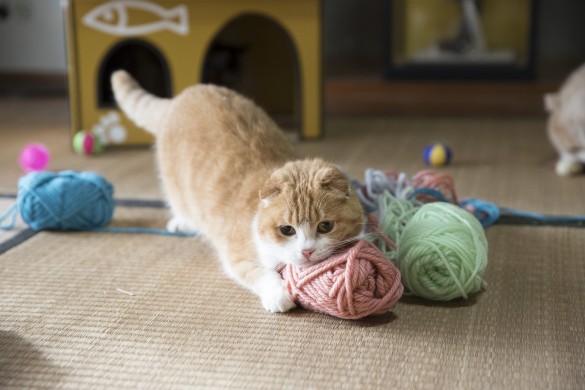 可愛い顔をするのが得意なゆず 可愛い顔をするのが得意なゆず