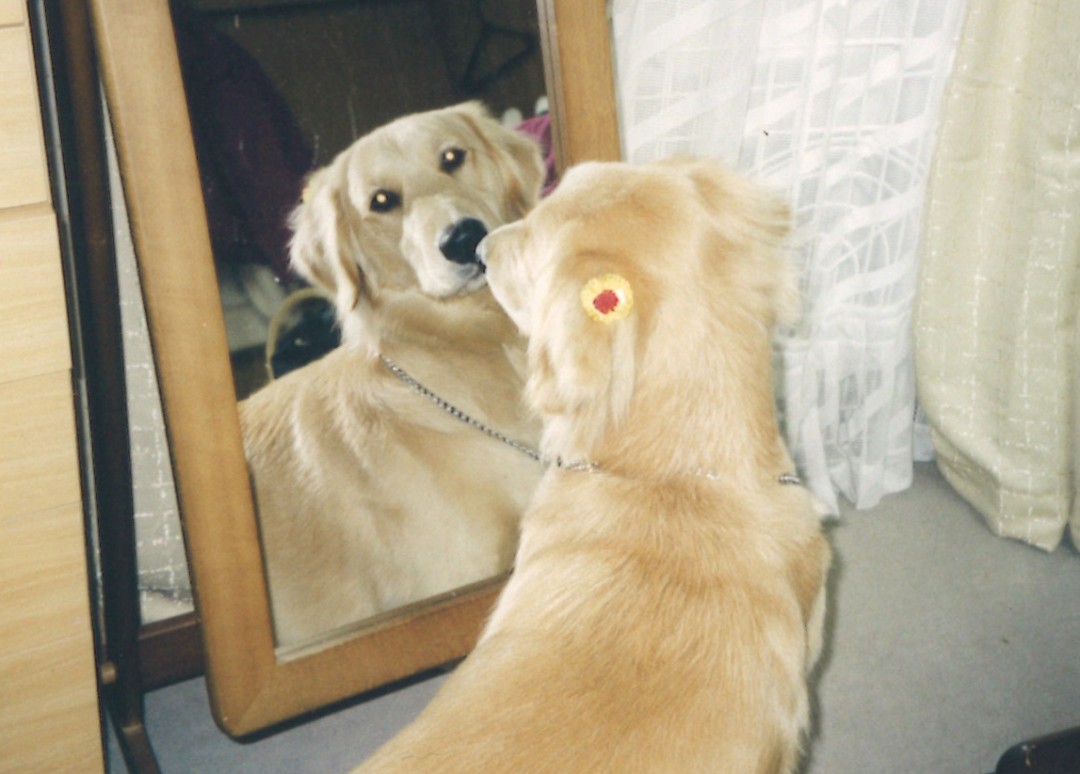 鏡を見るケフィ