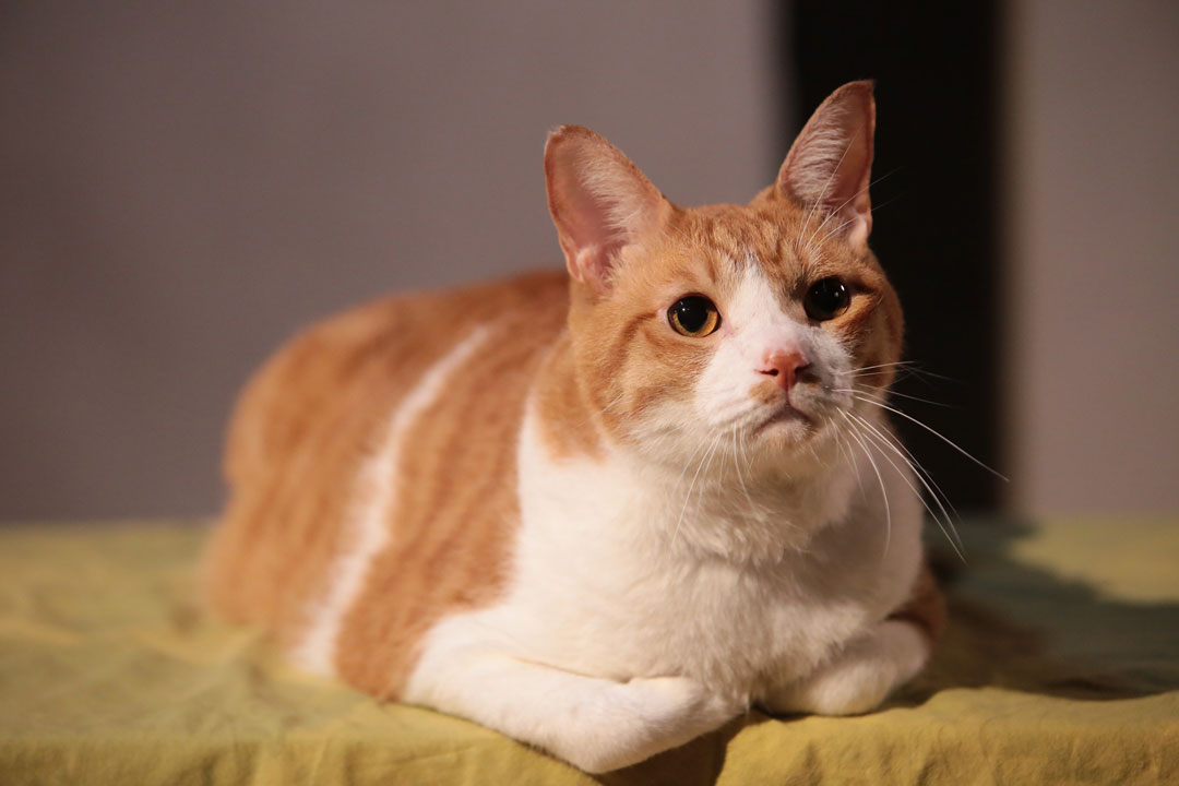 『猫忍』より_1