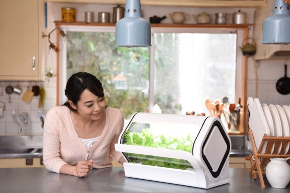 「やさい物語」