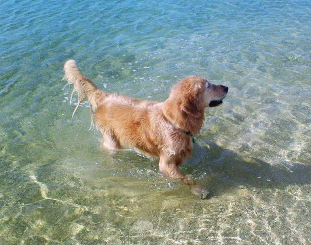 海でのケフィ