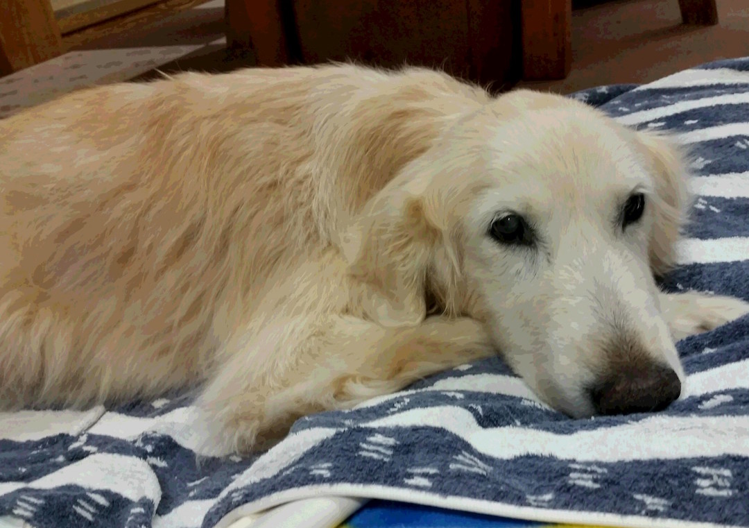 晩年のケフィ　12月19日