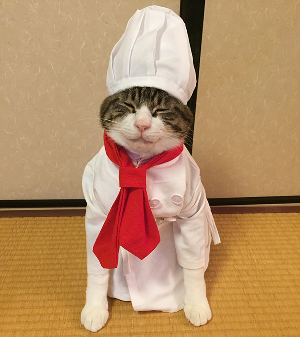 マロくんコックさん