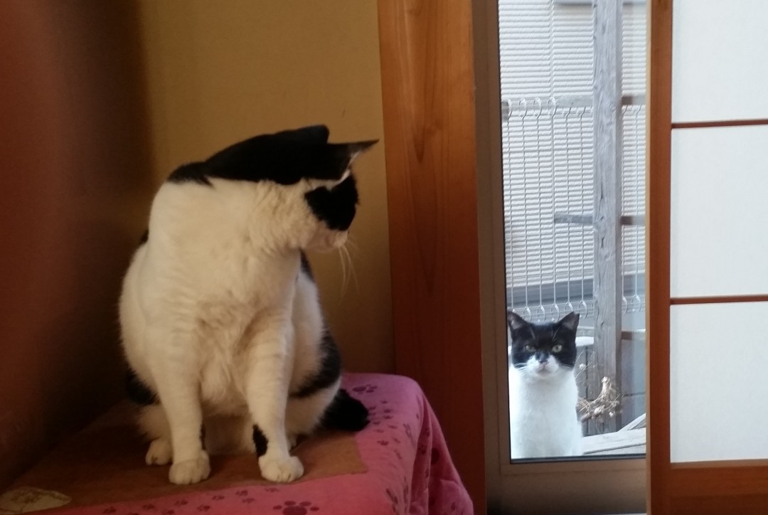 窓からのぞくタリ