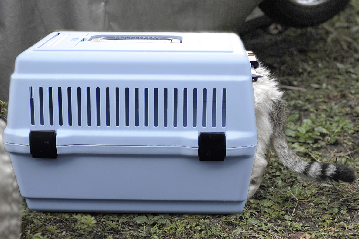 キャリーに入った