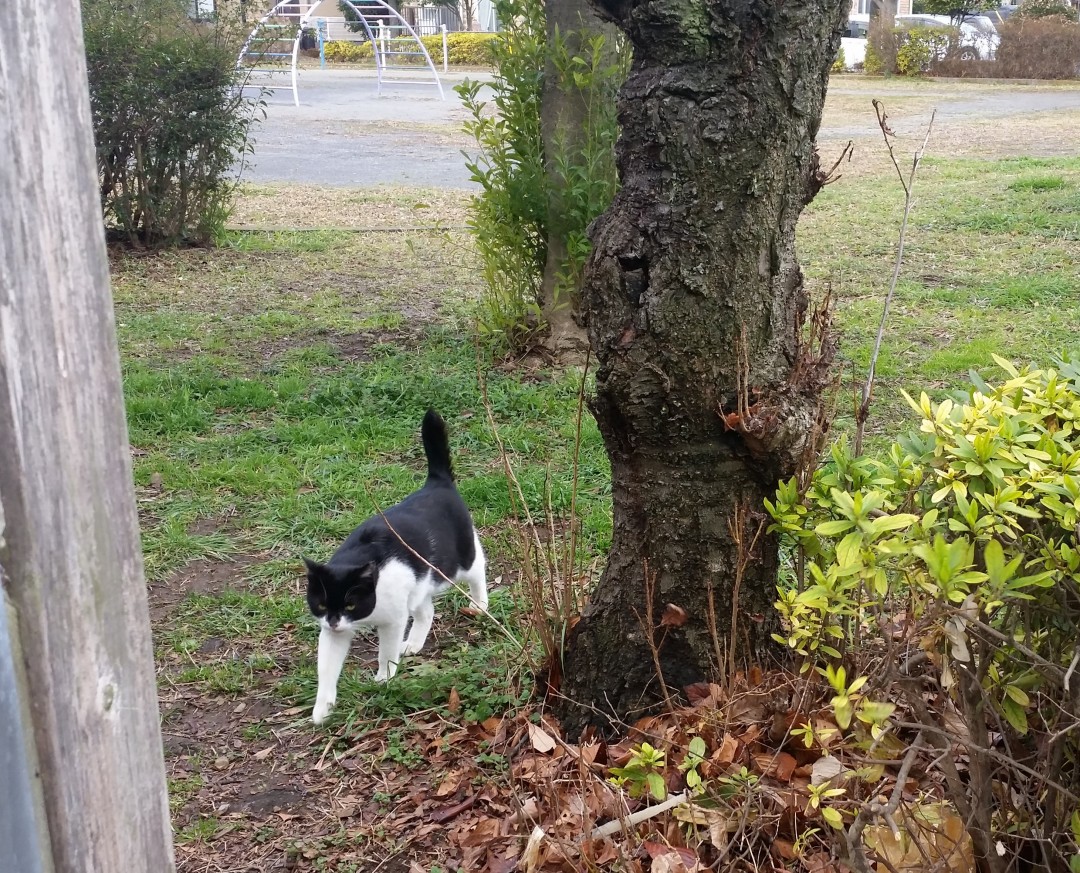 走ってやってくる