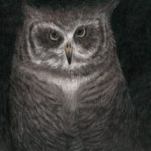 フクロウの声が聞こえる フクロウの声が聞こえる