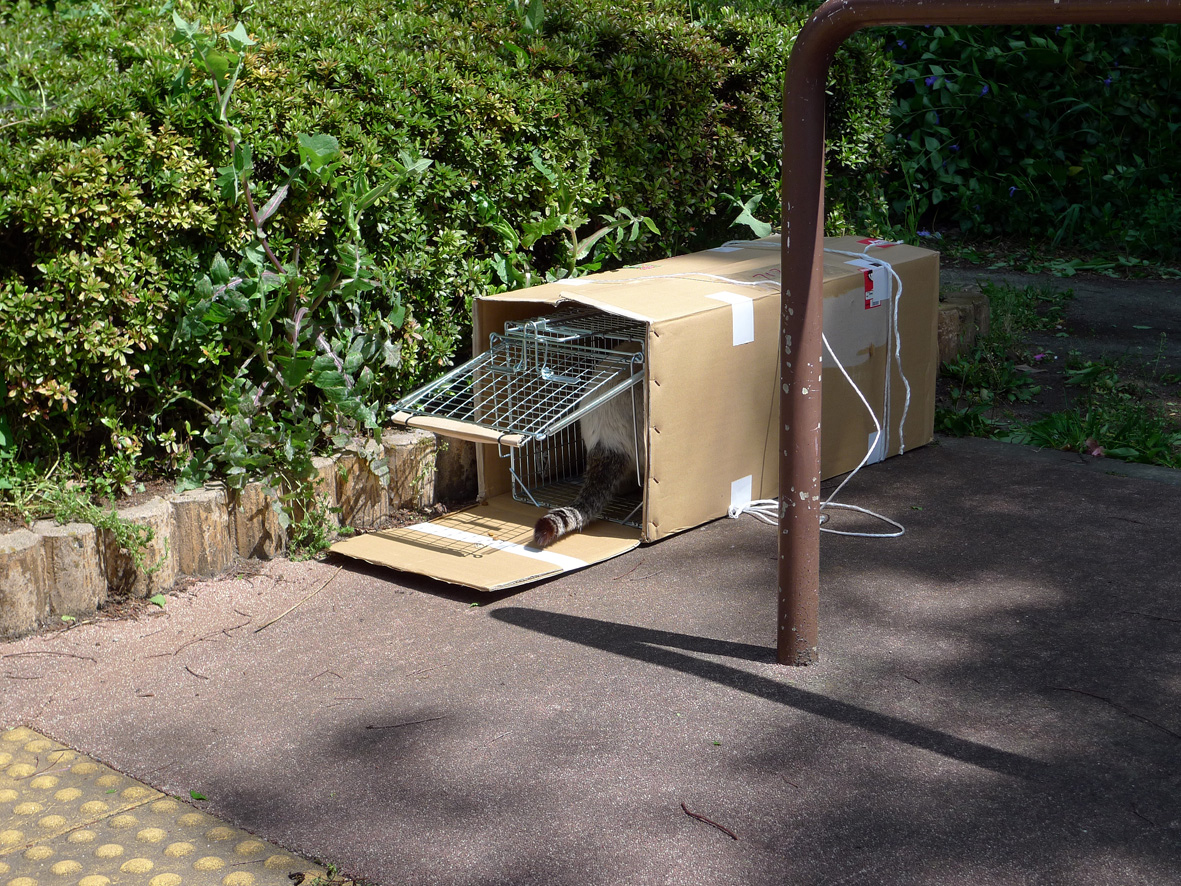 捕獲器に入った