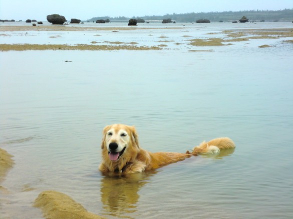 宮古島でのケフィ