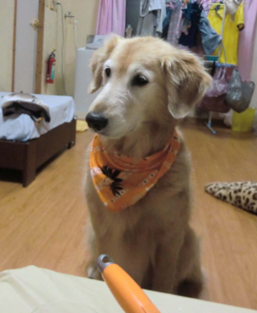 16歳で亡くなったゴールデンレトリーバーのケフィ