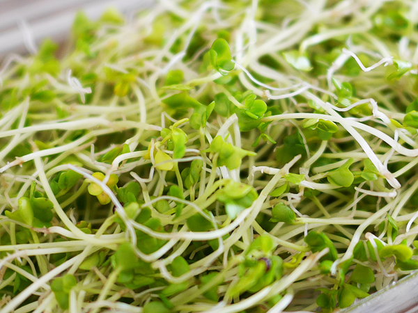 ブロッコリースプラウト